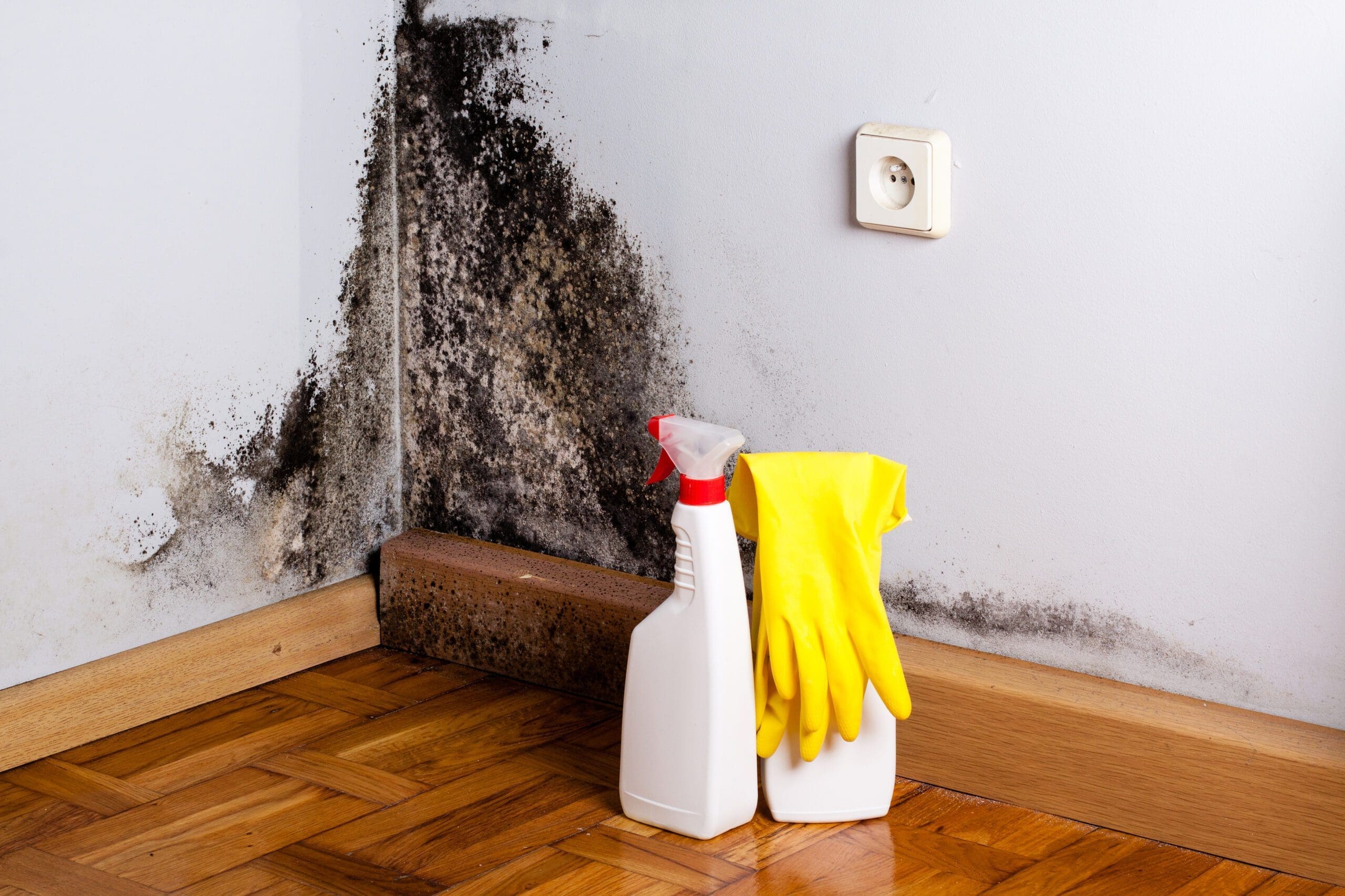 de la moisisssure se développe dans une maison ancienne non performante